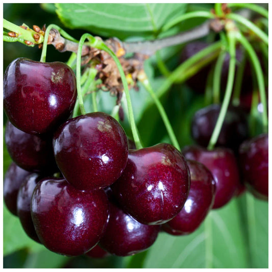 Cherry Tree 4-5ft tall, Large, Dark Red, Sweet & Juicy Cherries