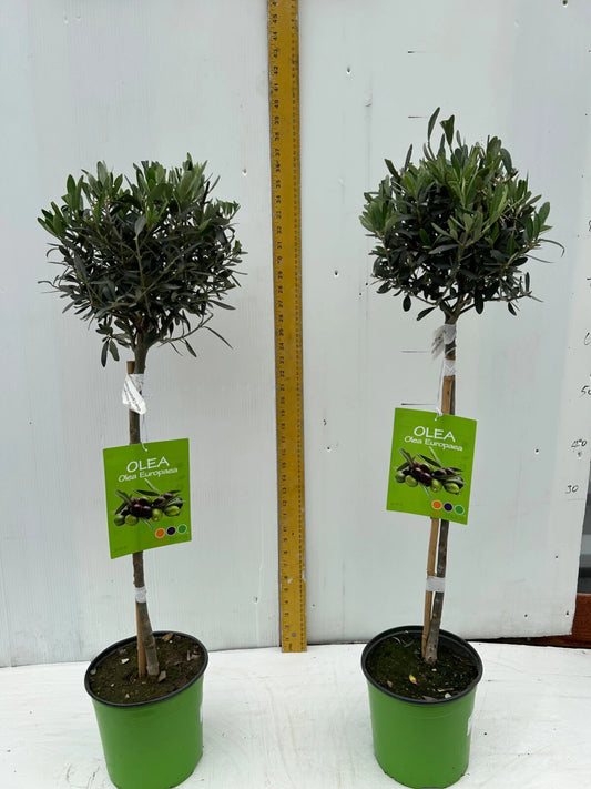A pair of Standard Olive Trees approx.90cm inc.pot