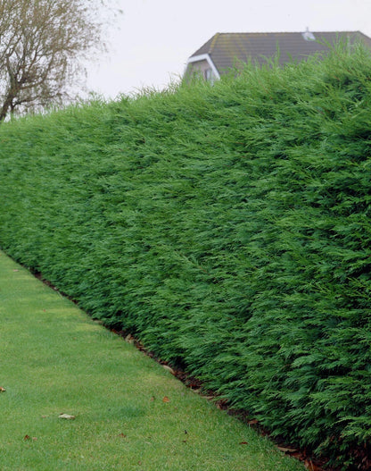 100 Green Leylandii Hedging Evergreen Conifer Plants Fast Growing 40-60cm Potted