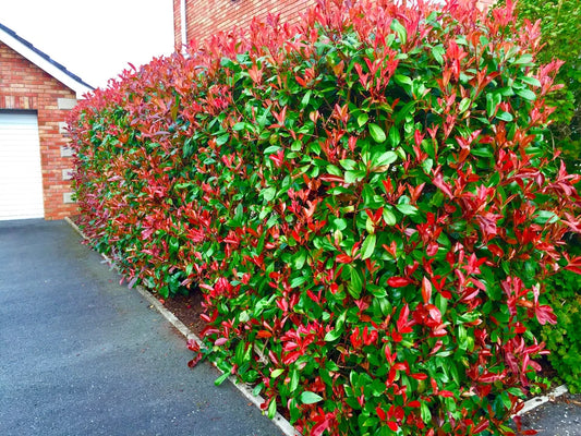 100 Red Robin Hedging Photinia Evergreen Plants Fast Growing 25-40cm Potted