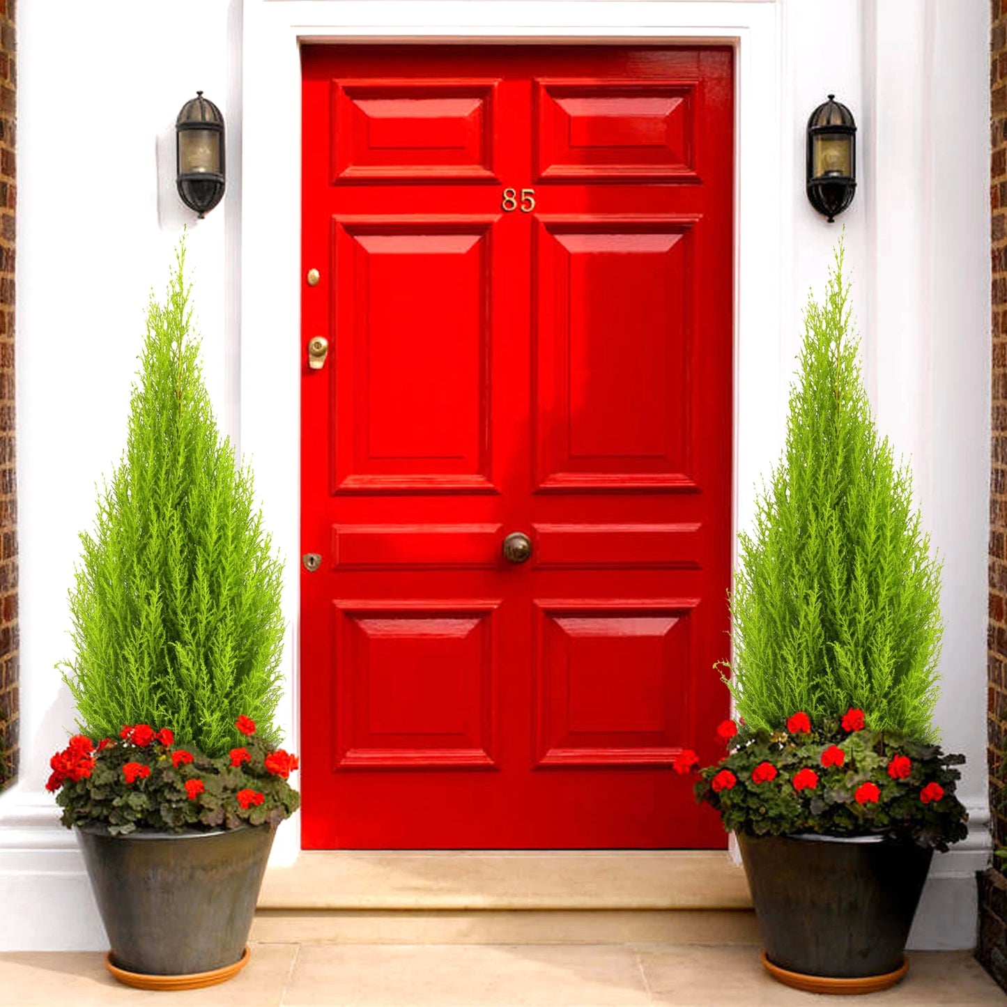 Cupressus Plant Conifer Wilma Goldcrest Lemon Scented Evergreen 10.5cm Pots