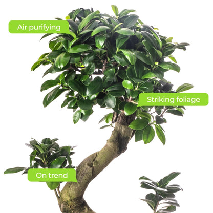 Ficus Ginseng Bonsai Tree Tall Indoor Plants Exotic Large Trees For Your Home