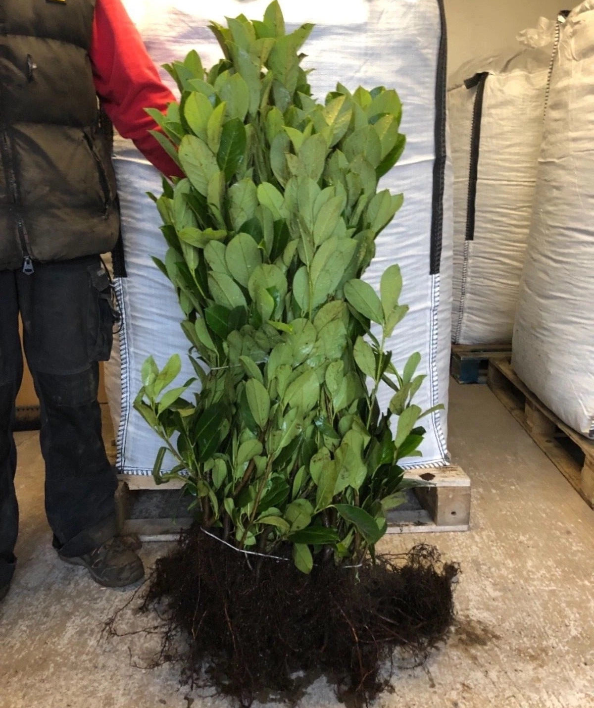 2-3ft Cherry Laurel Hedging Evergreen Plants Bare Root Multi Stem A+ Grade