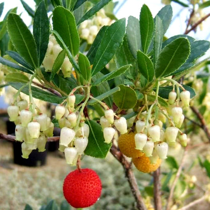 Arbutus unedo Compacta Plant in 9cm Pot - Easy Grow Strawberry Tree Garden Shrub