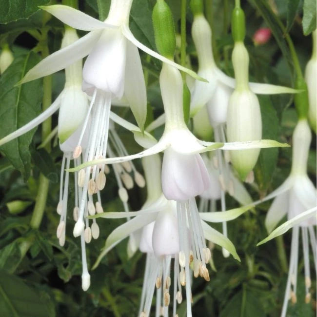 FUCHSIAS x3 Hardy Perennial Variety Pack | Young Plants in 9cm pots