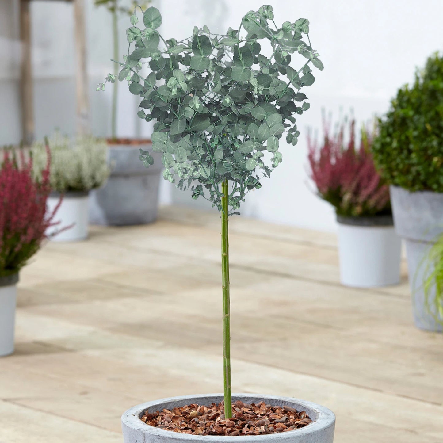 Eucalyptus gunnii Tree, Cider Gum, Potted Ornamental Trees for Small Gardens (70-80cm incl.pot)