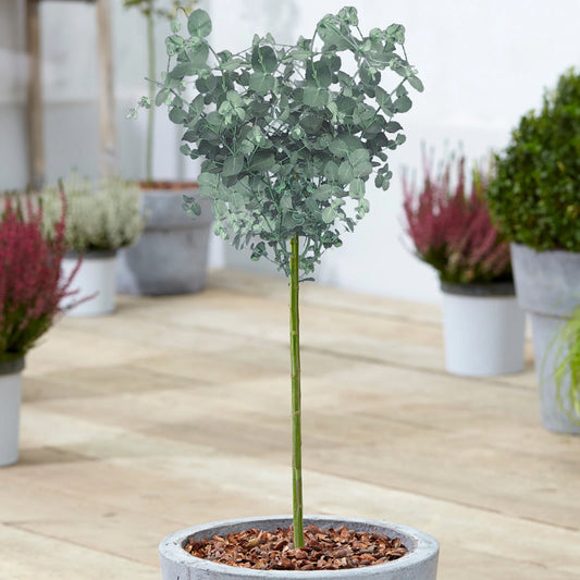 Eucalyptus gunnii Tree, Cider Gum, Potted Ornamental Trees for Small Gardens (70-80cm incl.pot)