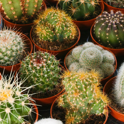 Cactus Mix - 10 Plants - House / Office Live Indoor Pot Plant - Ideal Gift