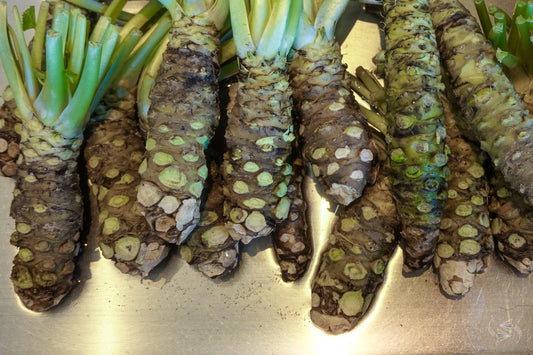 WASABI VIABLE SEEDS - JAPANESE HORSERADISH PLANT- UK Stock