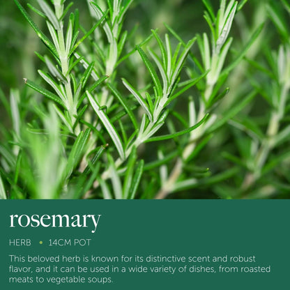 Rosemary Plant in 14cm Pot - Rosmarinus Evergreen Fragrant Perennial Herb Plants