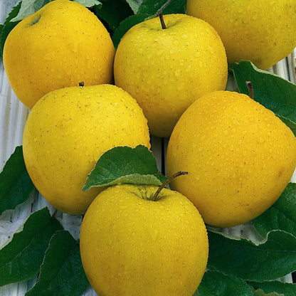 Mini Fruit Tree Patio Garden Plant Apples Pears Cherries Plums 9cm Potted