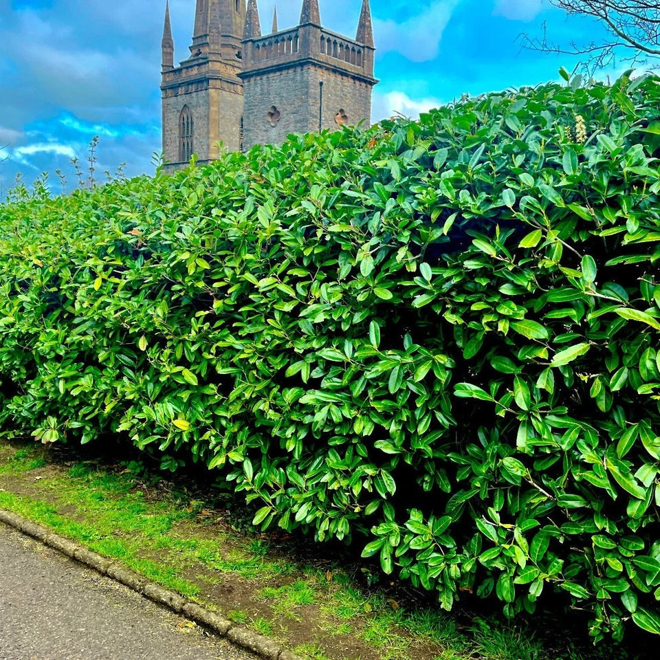 100 Cherry Laurel Hedging 40-60cm Tall Potted