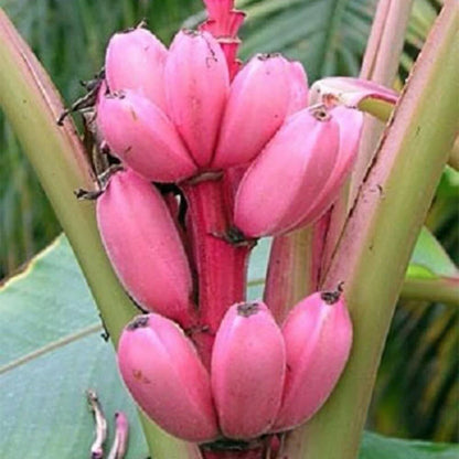 Banana Musa velutina 20 seeds