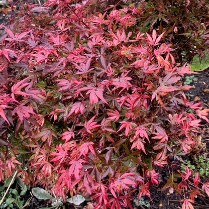 Acer palmatum Shaina - Japanese Maple | Large Outdoor Garden Ready Tree in Pot