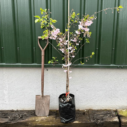 Prunus serrulata Kanzan Japanese Cherry Blossom Tree Ornamental Garden plant (4-5ft,9L Pot)