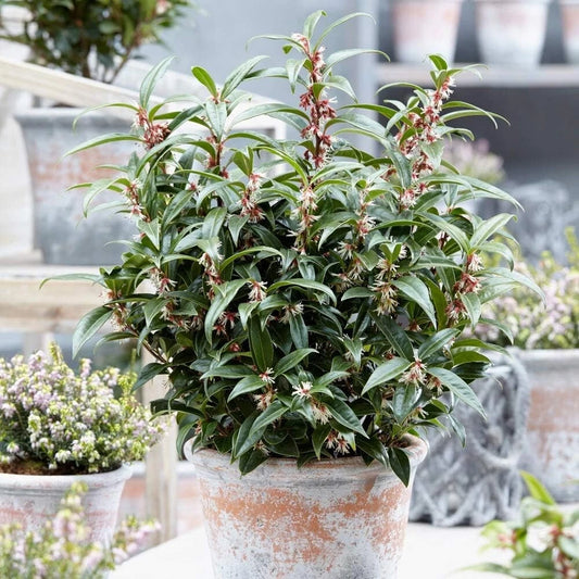 Sarcococca hookeriana Winter Gem Sweet Box 3Lt Pot Evergreen Plants