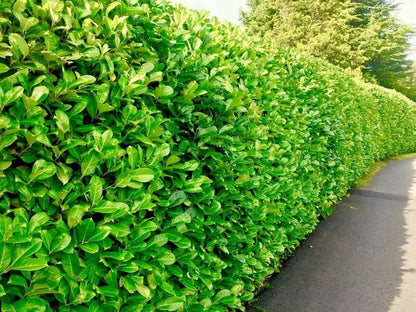 40x Cherry Laurel Hedging Plants 30-50cm Tall Potted