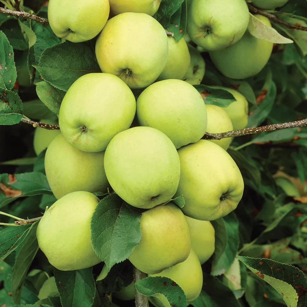 Mini Fruit Tree Patio Potted Garden Plants Apple Pear Plum Cherry 9cm Pots