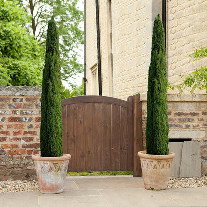 Pair of Italian Cypress Trees  Ornamental Ever- green Shrubs,  2 sizes