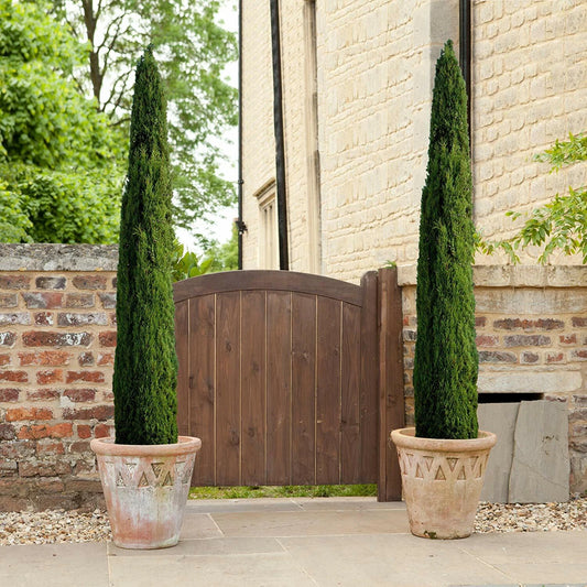 Pair of Italian Cypress Trees  Ornamental Evergreen Shrubs