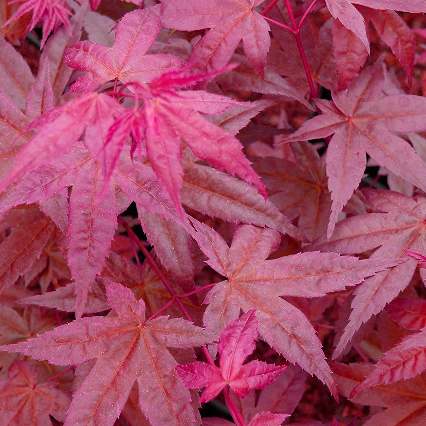 Acer palmatum 'Beni-Maiko' | Japanese Maple Deciduous Garden Plant Tree in Pot