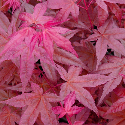 Acer palmatum 'Beni-Maiko' | Japanese Maple Deciduous Garden Plant Tree in Pot