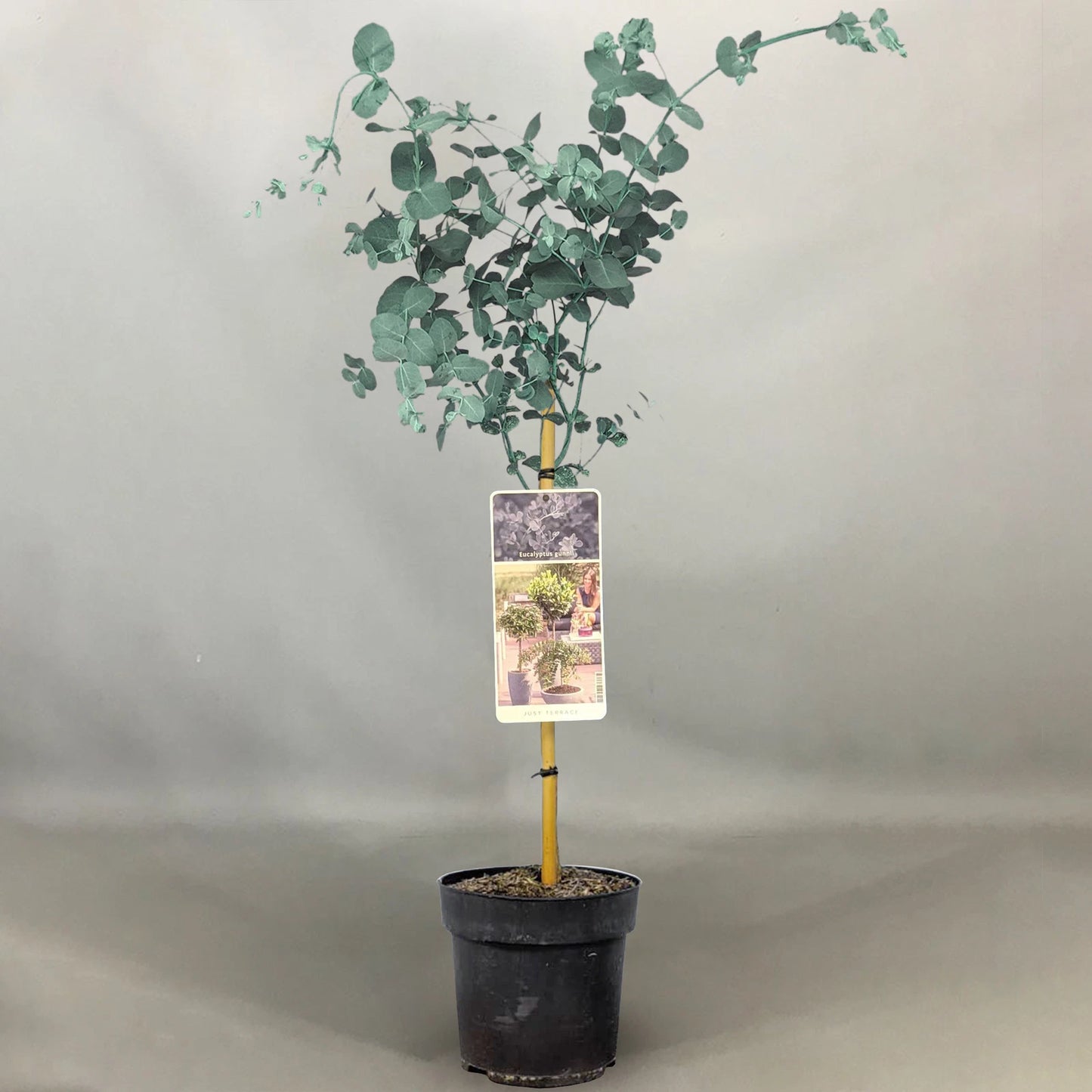 Eucalyptus gunnii Tree, Cider Gum, Potted Ornamental Trees for Small Gardens (70-80cm incl.pot)