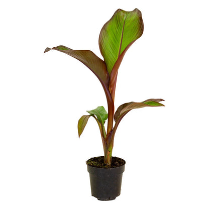 Ensete ventricosum Maurelii - Red Abyssinian Banana - Plant in 10.5 cm Pot