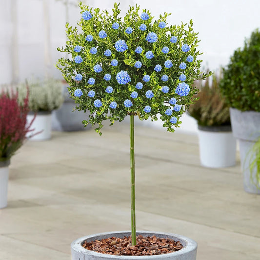 Ceanothus Victoria Tree / potted California Wild lilac trees 70_80cm