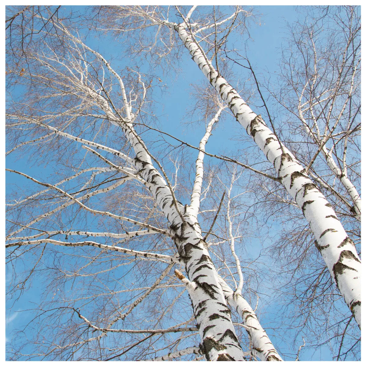 10 Silver Birch Native Trees 3-4ft Hedges Betula Pendula, 2 Yr Old & Feathered