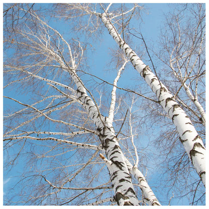 10 Silver Birch Native Trees 3-4ft Hedges Betula Pendula, 2 Yr Old & Feathered