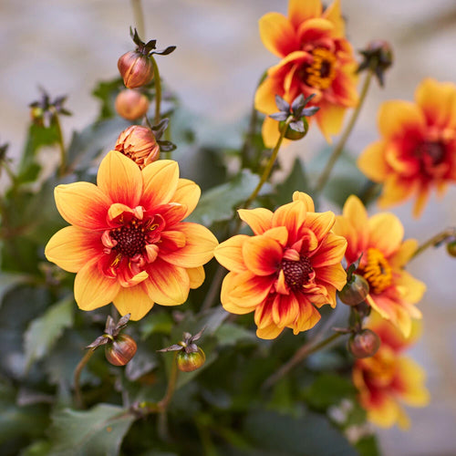 Dahlia 'Dark Bicolour Orange' Plug Plant x 3. Dark foliage, red & orange flowers