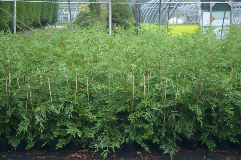 10 X 60-90cms LEYLANDII GREEN EVERGREEN HEDGING CONIFERS 2LTR POTS 2-3ft