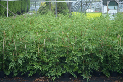 10 X 60-90cms LEYLANDII GREEN EVERGREEN HEDGING CONIFERS 2LTR POTS 2-3ft
