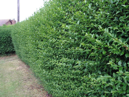 100 Green Privet Plants 3-4ft Tall, Evergreen Hedging, Grow a Quick, Dense Hedge