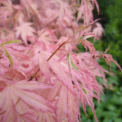 Acer Iyoshi Deciduous Japanese Maple Tree for Patio Garden Ready in Plant 20-30cm incl. Pot