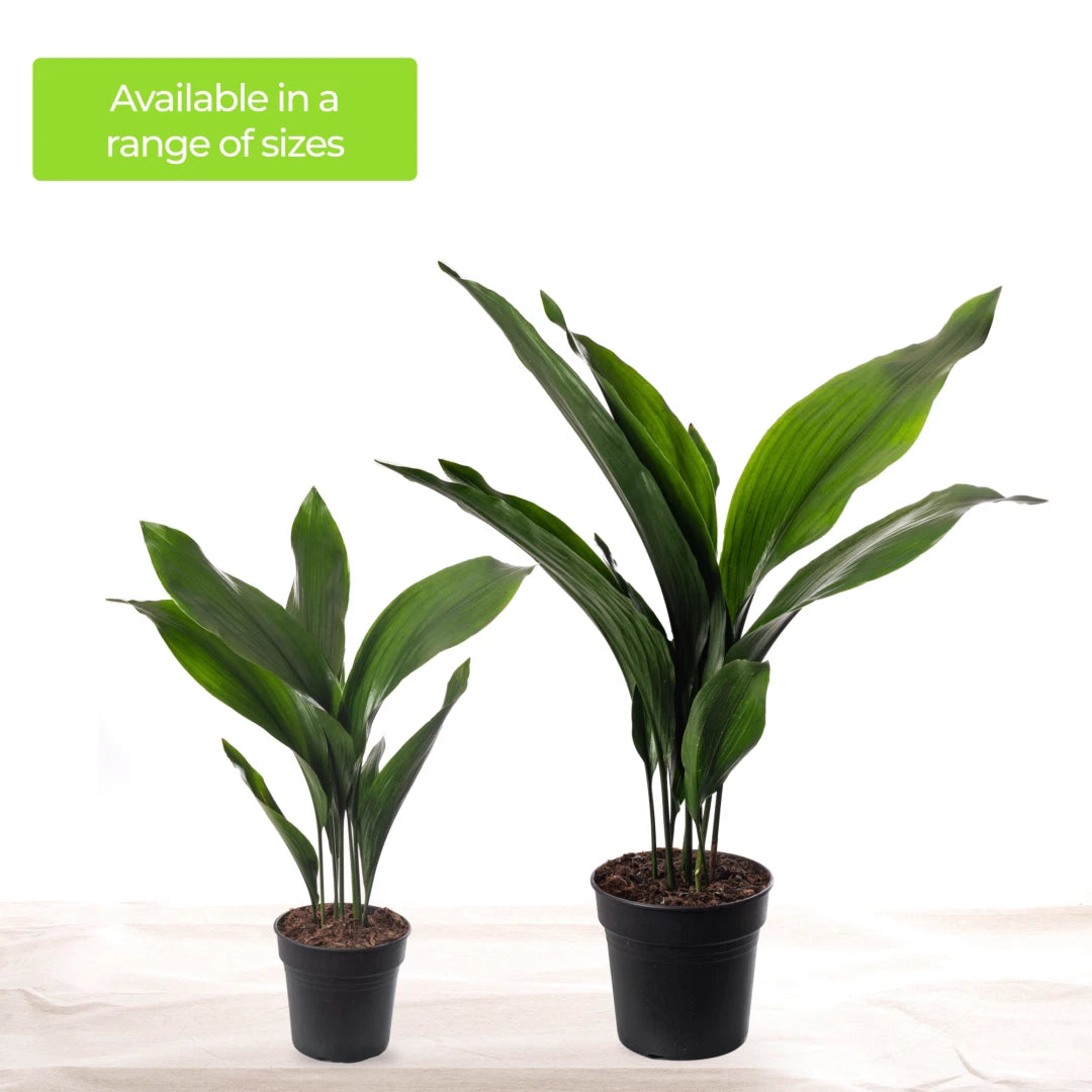 Cast Iron Plant Aspidistra Elatior Indoor House Plants Evergreen Tall Exotic