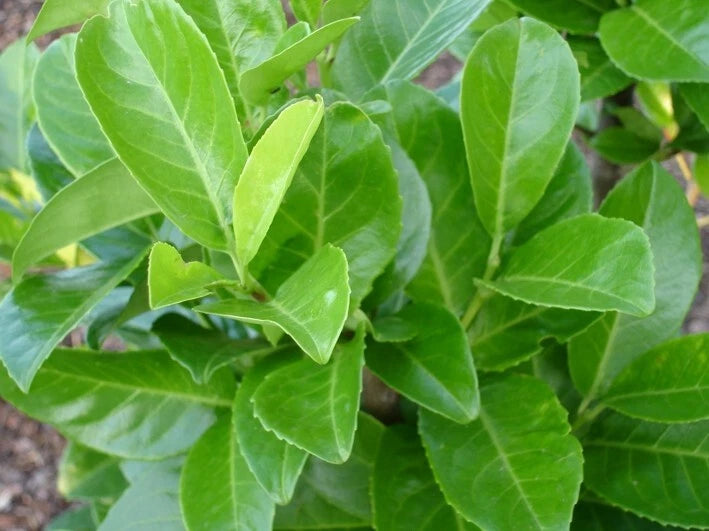 10 Cherry Laurel Evergreen bare root hedge plants 60-90cm (2-3ft)