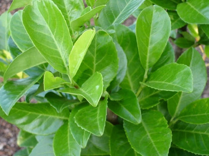 10 Cherry Laurel Evergreen bare root hedge plants 60-90cm (2-3ft)
