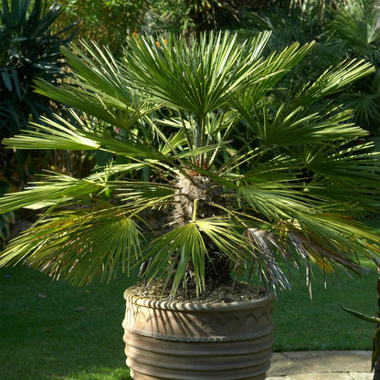 Hardy Fan Palm Chamaerops humilis 60-80cm Tall Bushy incl.pot