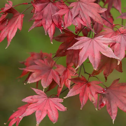 Acer 'Atropurpureum' palmatum Japanese Maple Deciduous Garden Plant In Pot