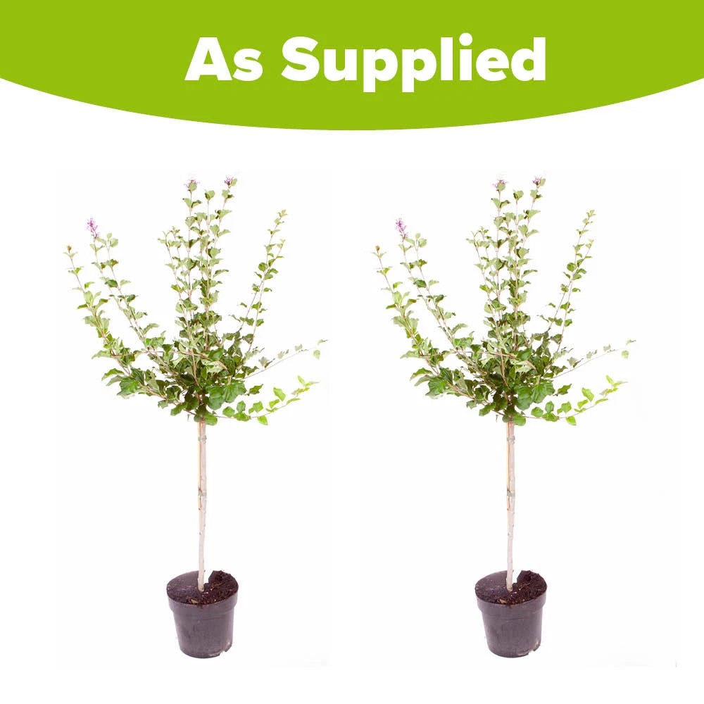 Standard Lilac Trees, 2 x Syringa Palibin, Double Flowering, 90-120cm, 3L Pots