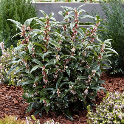 Sarcococca hookeriana Winter Gem Sweet Box 3Lt Pot Evergreen Plants