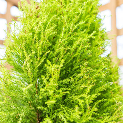 Cupressus Plant Conifer Wilma Goldcrest Lemon Scented Evergreen 10.5cm Pots