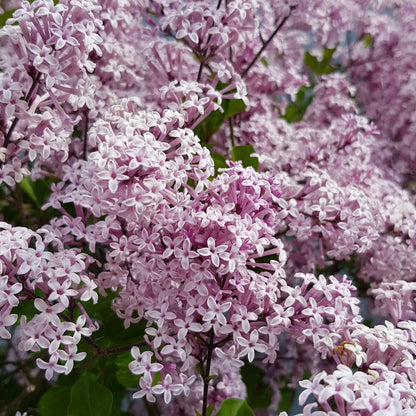 Standard Lilac Trees, 2 x Syringa Palibin, Double Flowering, 90-120cm, 3L Pots