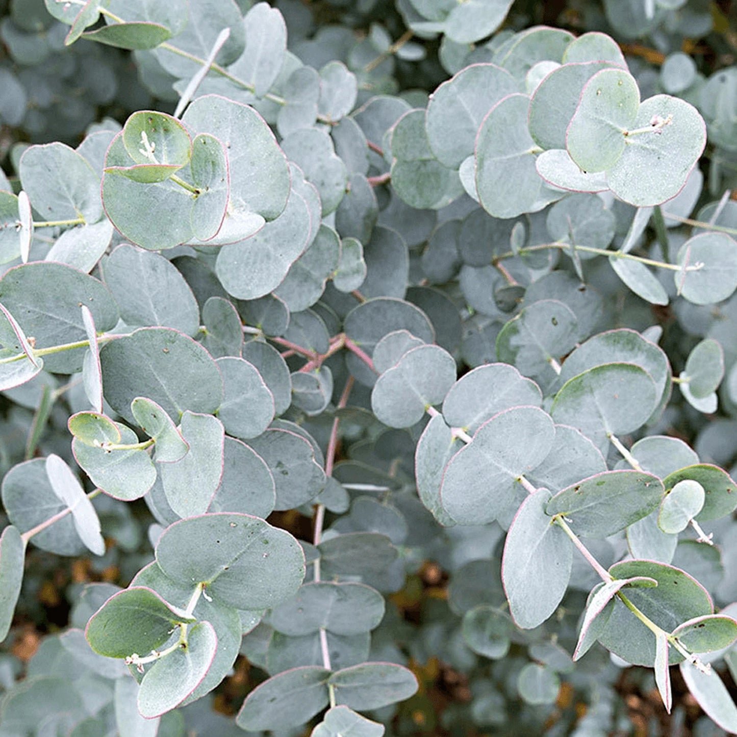 Eucalyptus gunnii Tree, Cider Gum, Potted Ornamental Trees for Small Gardens (70-80cm incl.pot)