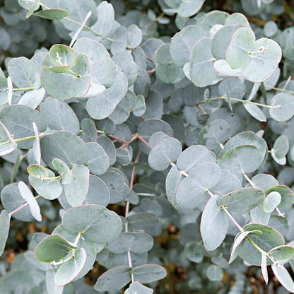 Eucalyptus gunnii Tree, Cider Gum, Potted Ornamental Trees for Small Gardens (70-80cm incl.pot)