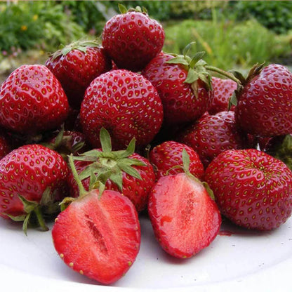 Strawberry Honeoye Fruit Plants - Hardy Garden Bushes in 9cm Pots