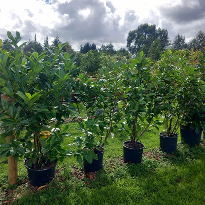 Laurel hedging plant(s) 20/30l pot 180-200cm height