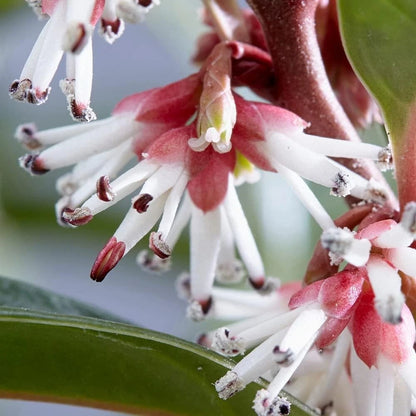 Sarcococca hookeriana Winter Gem Sweet Box 3Lt Pot Evergreen Plants